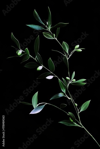 Green Plant Black Background
