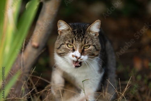 Wallpaper Mural A beautiful Cat waiting on outdoor Torontodigital.ca