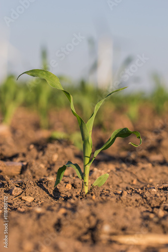 corn plant