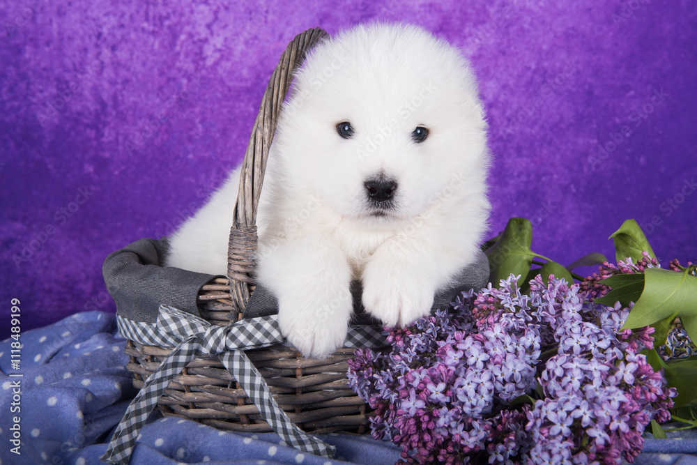 custom made wallpaper toronto digitalWhite small Samoyed puppy dog is sitting in basket with lilac flowers