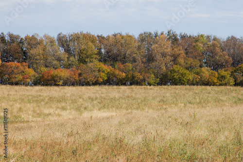 autumn trees and grass