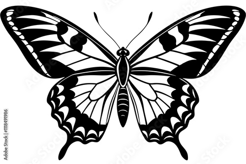 butterfly illustration