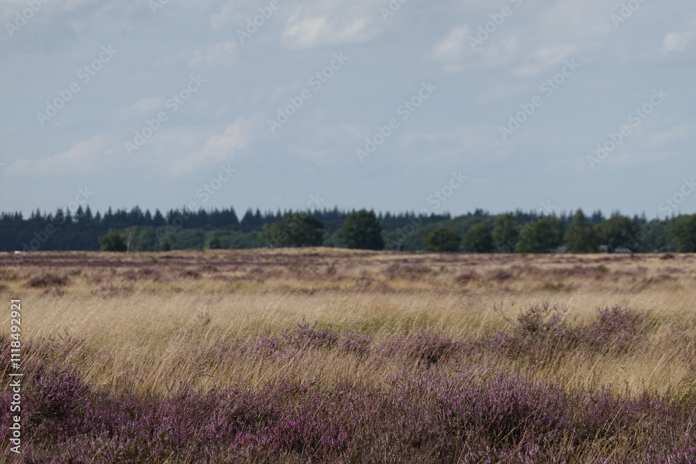 Dutch wild pink heathland flowers Dutch wild pink heathland flowers