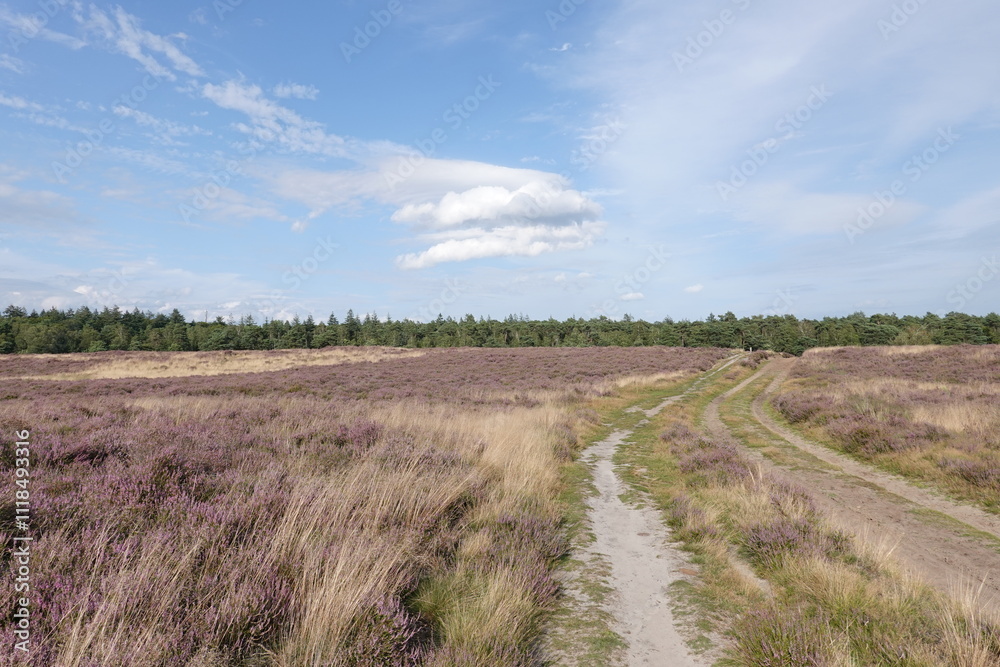 Dutch wild pink heathland flowers Dutch wild pink heathland flowers