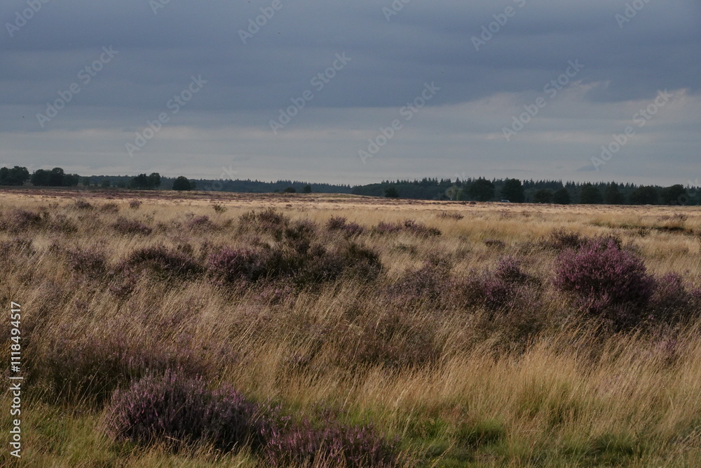 Dutch wild pink heathland flowers Dutch wild pink heathland flowers