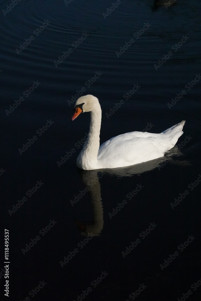 Fototapeta premium White swan on the water