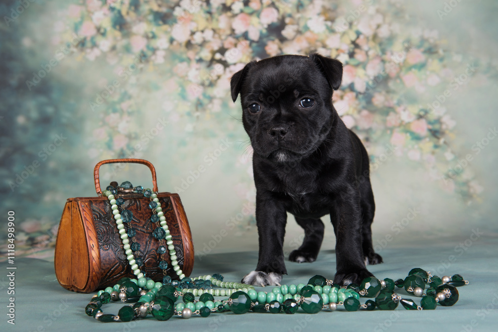 custom made wallpaper toronto digitalAmerican Staffordshire Bull Terrier dog puppy with chest of jewels beads on green background