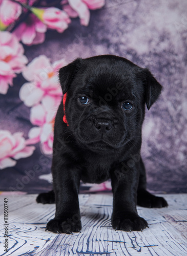 Wallpaper Mural American Staffordshire Bull Terrier dog puppy on flowers background Torontodigital.ca