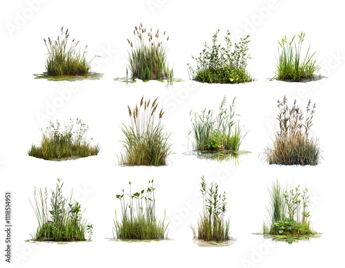 Pack Wetland Vegetation Against a Transparent Background for Environmental Photography, Nature Art, or Ecological Concepts set
