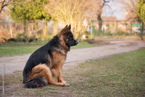 Wallpaper Mural Shepherd dog sits in outdoor near of home waiting for her owner Torontodigital.ca