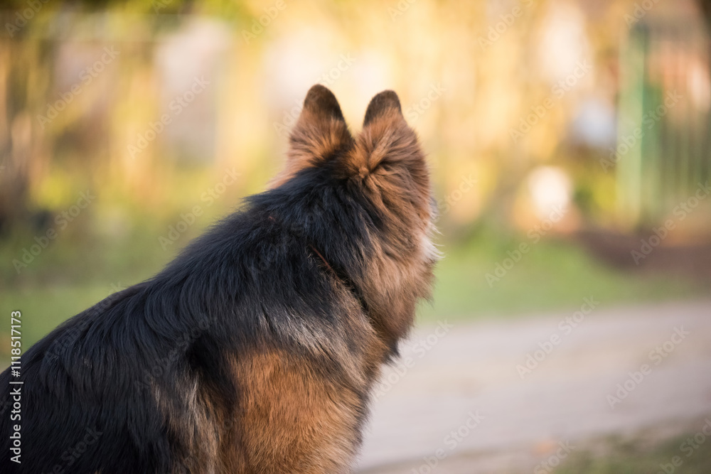 custom made wallpaper toronto digitalShepherd dog sits in outdoor near of home waiting for her owner