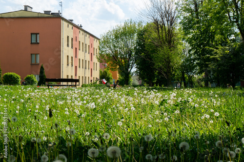 Town yard with dandelions, Swietokrzyskie Voivodeship. Jedrzejow, Poland. photo