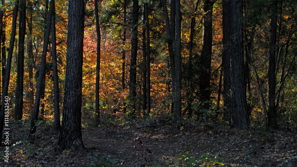 Footpath In Woods With Fall Colors_OLM0770 Footpath In Woods With Fall Colors_OLM0770