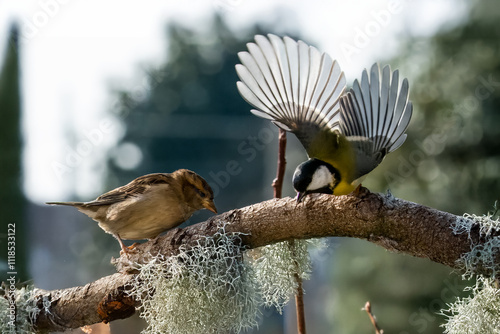  Una cinciallegra (Parus major) sta per volare via quando un passero domestico (Passer domesticus) si avvicina troppo al ramo su cui è appollaiata. photo