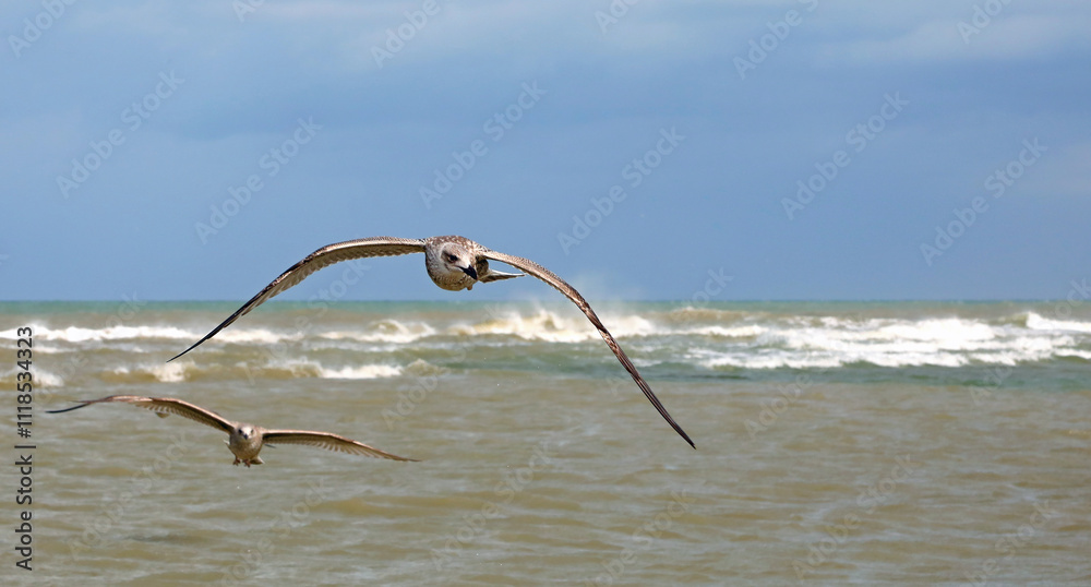 seagulls flying towards the camera with spread wings and the sea below with foaming waves