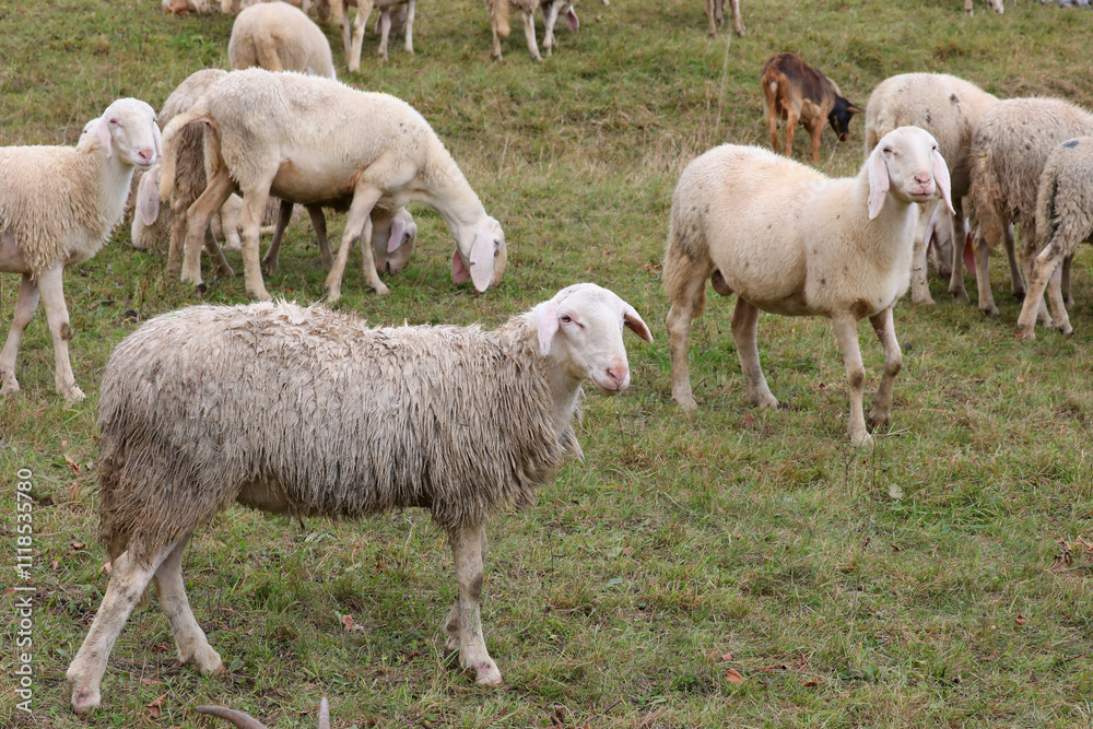white sheep grazing on the green grass of a hill white sheep grazing on the green grass of a hill