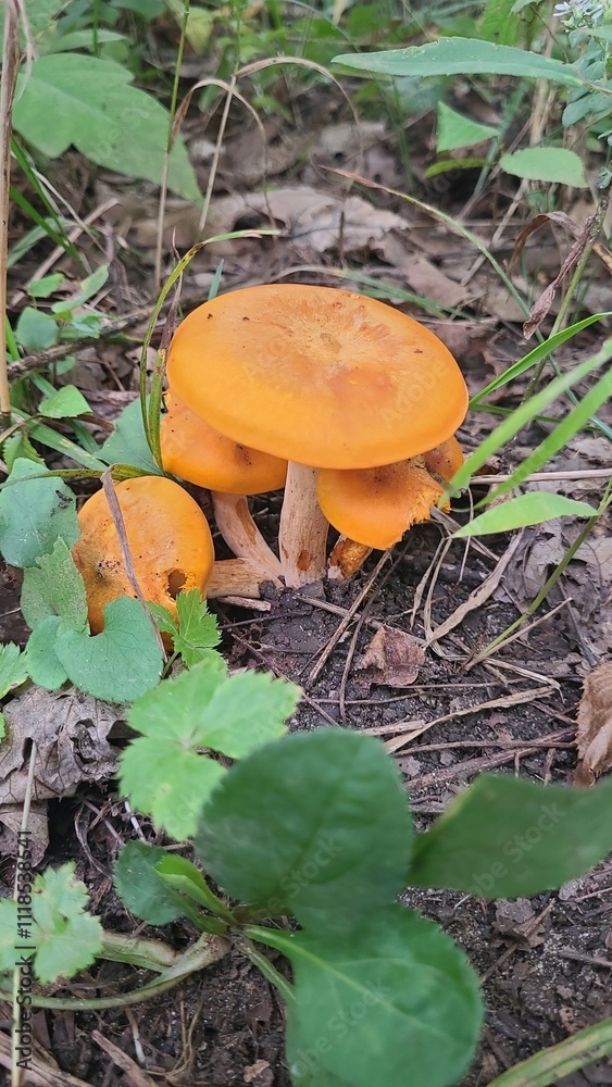 orange cap boletus orange cap boletus
