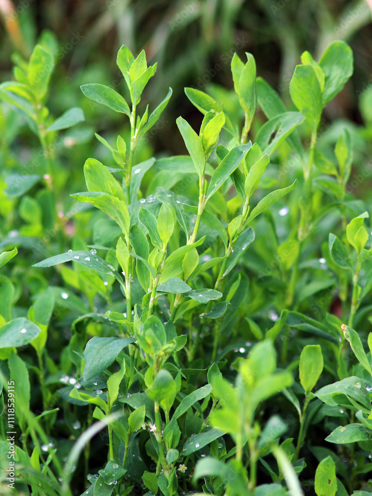 The grass Polygonum aviculare grows in nature The grass Polygonum aviculare grows in nature