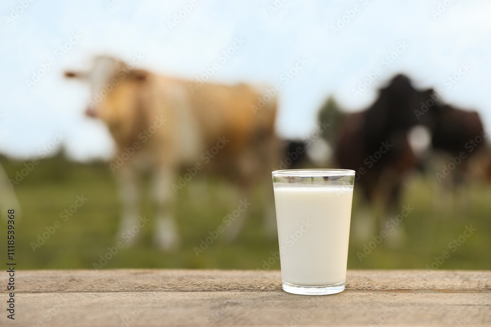 Fresh milk in glass on wooden table and cows grazing outdoors, selective focus Fresh milk in glass on wooden table and cows grazing outdoors, selective focus
