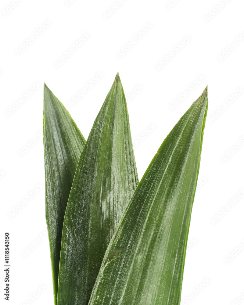 Fresh green pineapple leaves isolated on white Fresh green pineapple leaves isolated on white