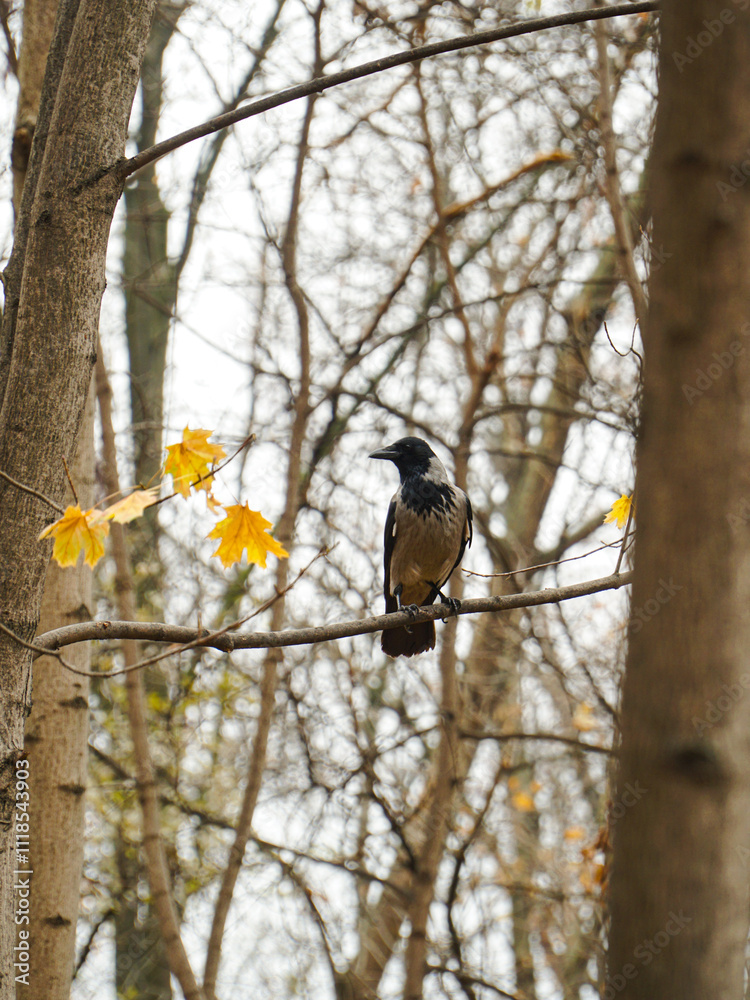 black crow sits on a branch of a tree black crow sits on a branch of a tree