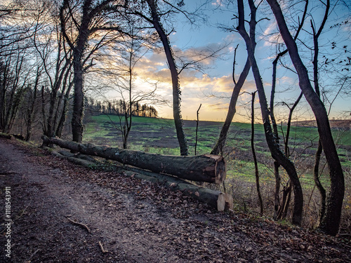 Frisch gefällte und gestapelte Baumstämme am Waldrand photo