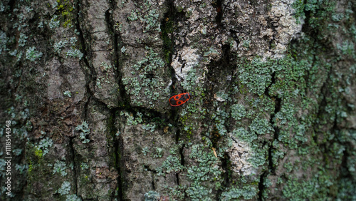 A red-black beetle stands on the bark of a tree. photo