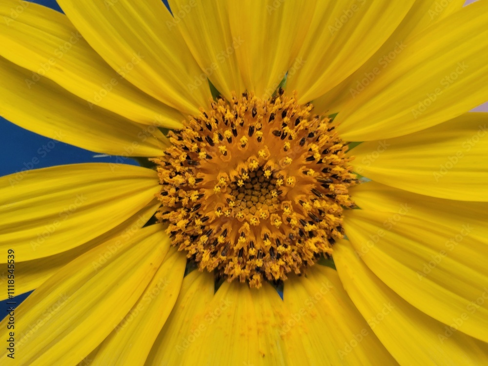 sunflower close up