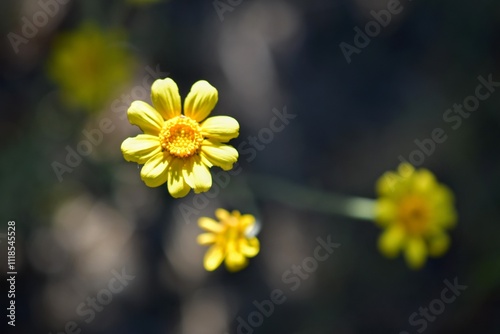 isolated close-up of small yellow flowers
