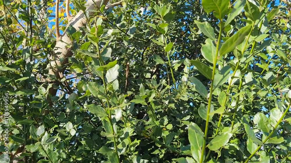 The wind sways the green branches of the laurel
