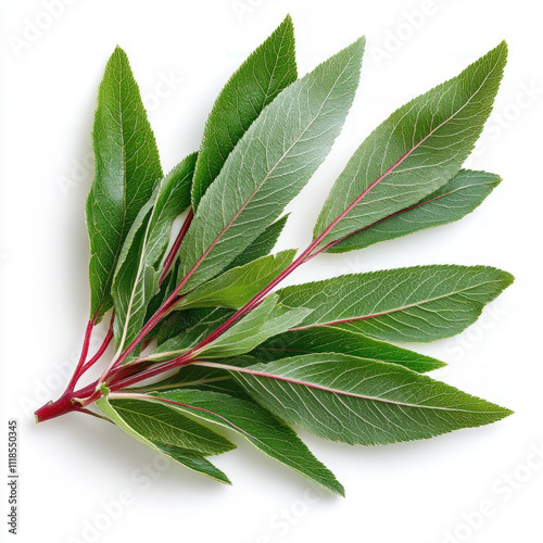 Peach Leaf Isolated