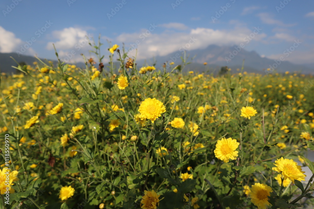 field of yellow dandelions field of yellow dandelions