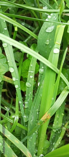 Panel kuchenny z motywem dew on grass