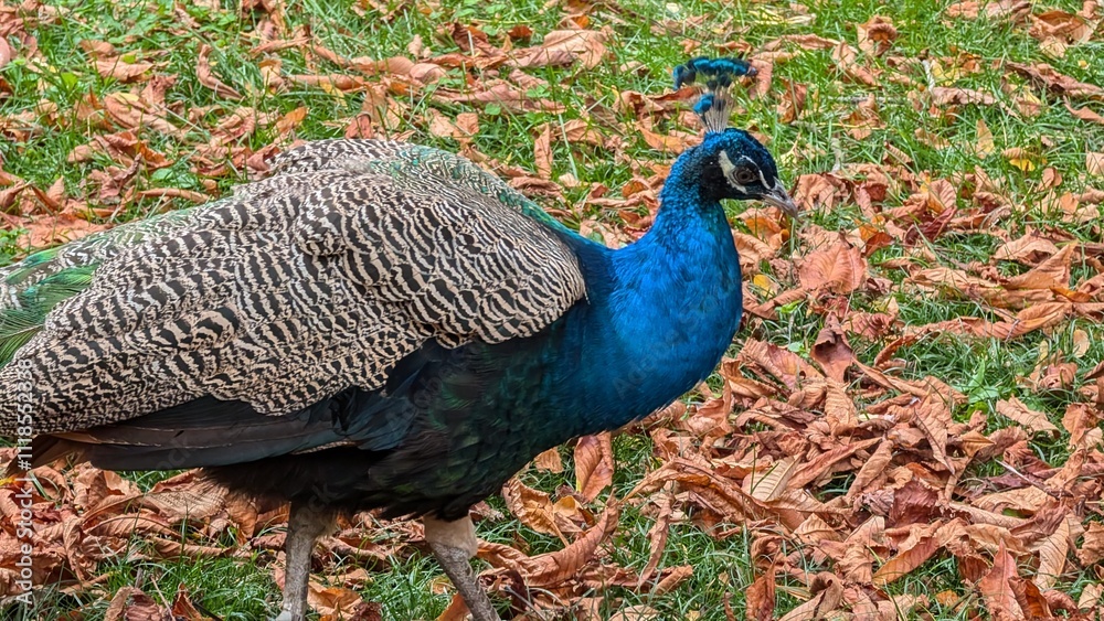 Fototapeta premium peacock with feathers