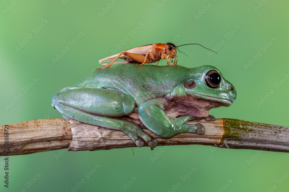 Naklejka premium The Australian green tree frog (Ranoidea caerulea/Litoria caerulea), also known as simply green tree frog in Australia, White's tree frog, or dumpy tree frog
