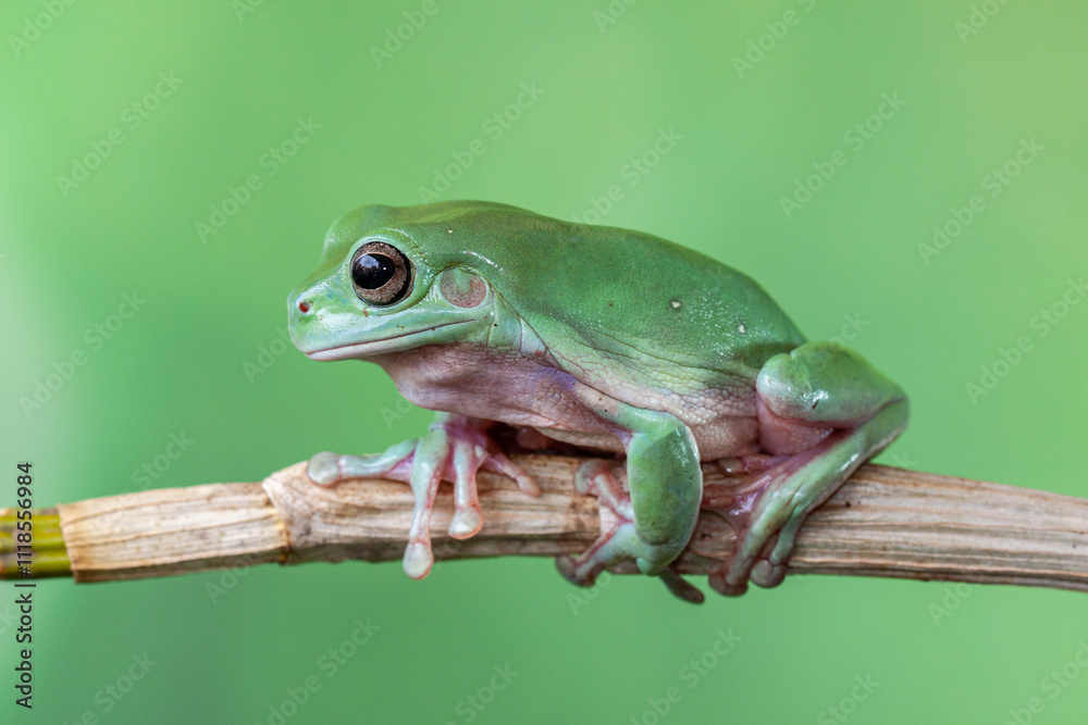 Obraz premium The Australian green tree frog (Ranoidea caerulea/Litoria caerulea), also known as simply green tree frog in Australia, White's tree frog, or dumpy tree frog
