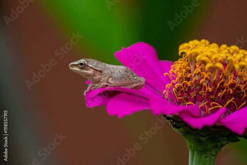 Polypedates leucomystax is a species in the shrub frog family Rhacophoridae. It is known under numerous common names, including common tree frog, four-lined tree frog, golden tree frog[2] or striped t photo