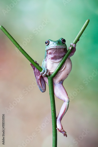 The Australian green tree frog (Ranoidea caerulea/Litoria caerulea), also known as simply green tree frog in Australia, White's tree frog, or dumpy tree frog