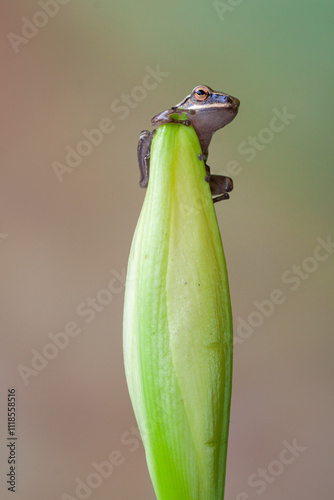 Polypedates leucomystax is a species in the shrub frog family Rhacophoridae. It is known under numerous common names, including common tree frog, four-lined tree frog, golden tree frog[2] or striped t photo