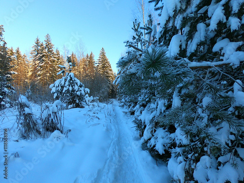 Path among fir trees in the winter forest at sunset