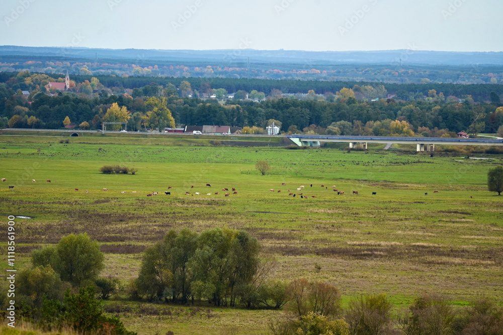 Fototapeta premium Rural view of a herd of cows in green pasture.
