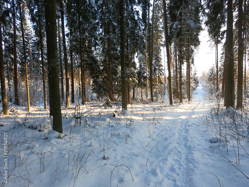 Path through the winter pine forest at sunset