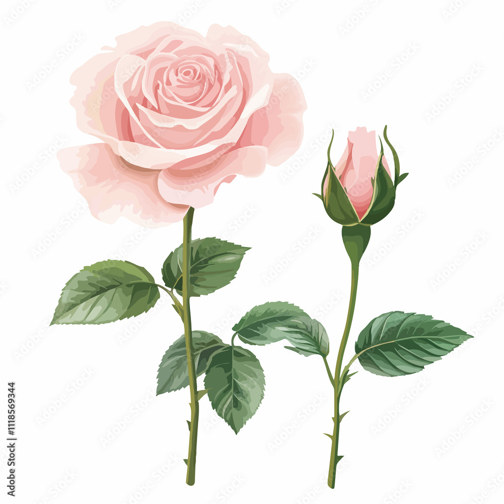 Elegant Pink Rose Flower on Green Stem in Full Blossom Elegant Pink Rose Flower on Green Stem in Full Blossom
