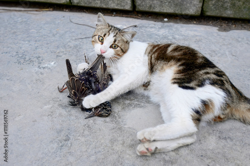 Canvas Print A feral street cat engaging with a captured starling on urban pavement, showcasing raw animal instincts and predatory behavior