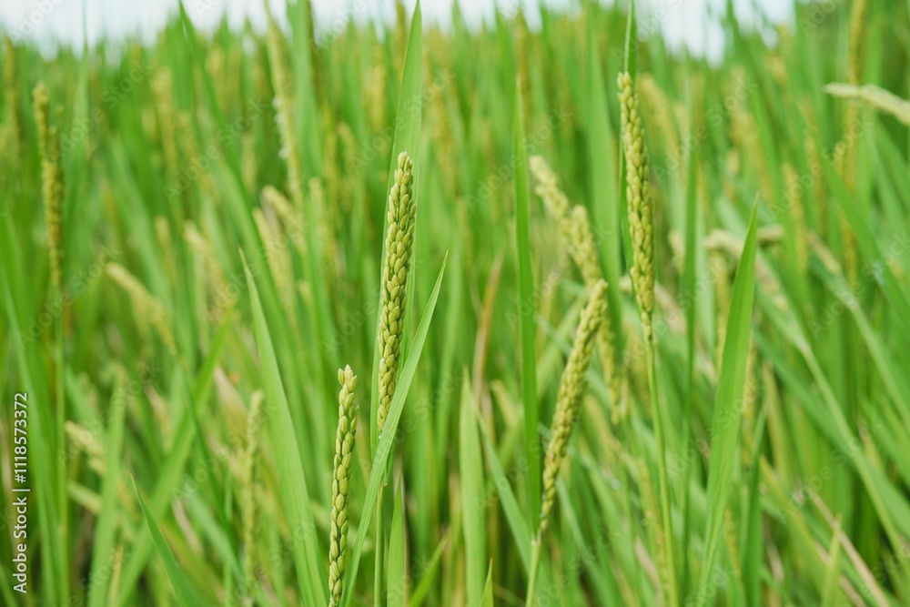 Close-up of green rice plants in a lush paddy field Close-up of green rice plants in a lush paddy field