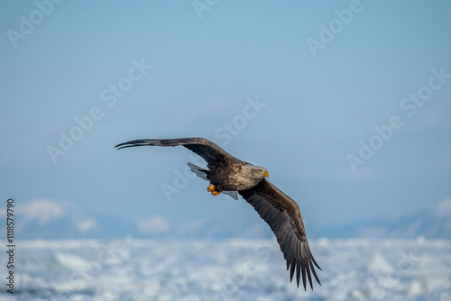 White-tailed Eagle in a snowy environment in Japan