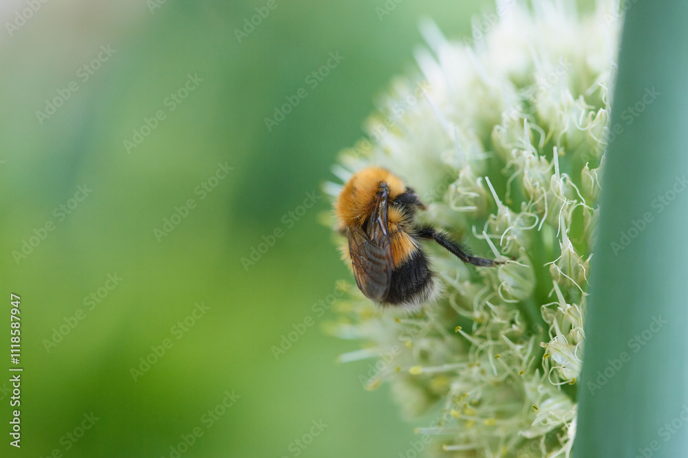 A close-up view of a bumblebee gathering nectar from a round flower A close-up view of a bumblebee gathering nectar from a round flower
