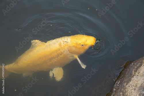 This beautiful yellow koi fish was seen here swimming in the water. The decorative carp is popular in many Japanese or Asian type gardens. The bright golden color standing out against the ripples.