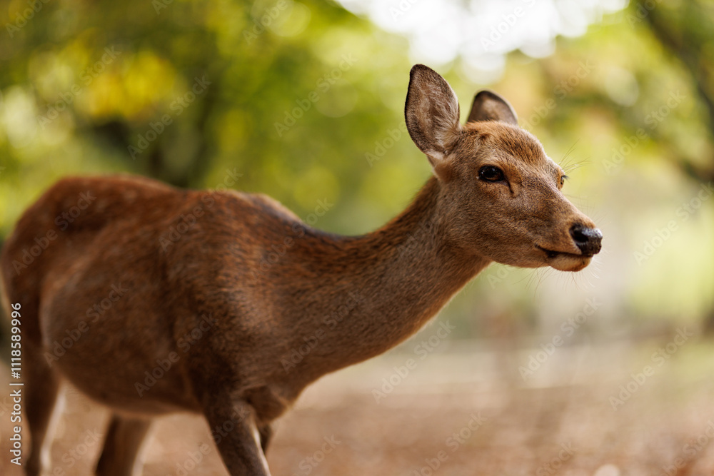 A Curious Deer in its Natural Habitat, exploring the serene landscape of the woods A Curious Deer in its Natural Habitat, exploring the serene landscape of the woods
