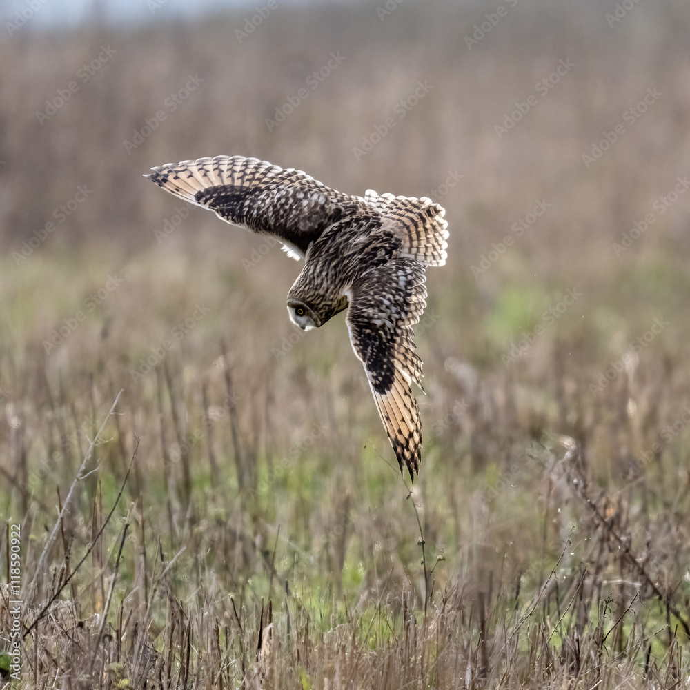 Short-Eared Owl in flight hunting over a meadow
Short-Eared Owl in flight hunting over a meadow